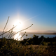 Image for article titled Shooting Challenge: Lens Flare Gallery Part One